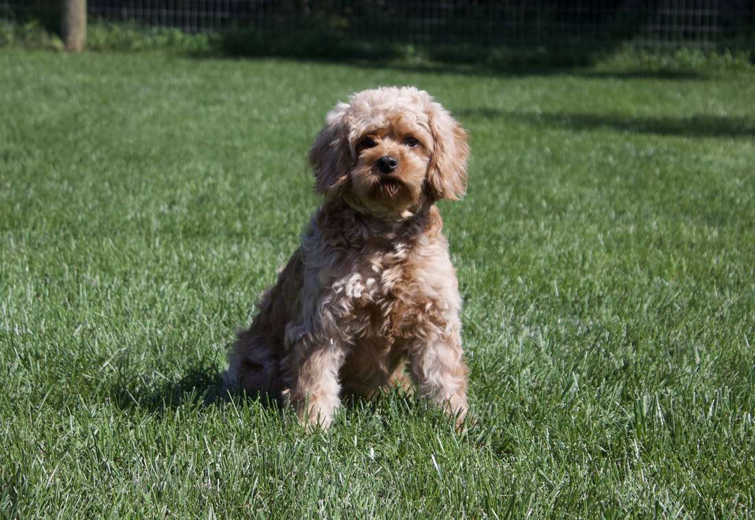 Cavalier king charles spaniel miniature fashion poodle mix